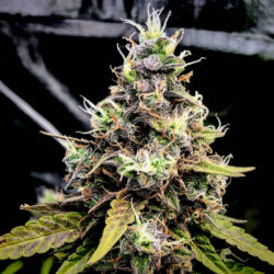 Cannabis Samen - Black Mamba -MangoKush
