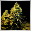 Cannabis Samen - Black Mamba - Northern_Lights