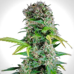 Cannabis Samen - BlackMamba-Somango