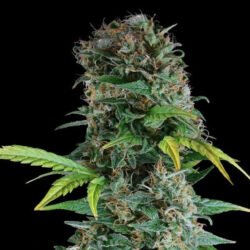 Black Mamba Innsbruck - Cannabis Samen Somango Critical
