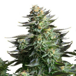Black Mamba Innsbruck - Cannabis Samen Amnesia Kush