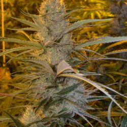 Black Mamba Innsbruck - Cannabis Samen Canalope Haze