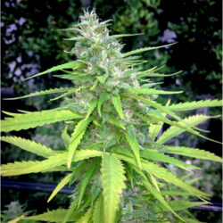 Black Mamba Innsbruck - Cannabis Samen Chocolope Kush