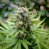 Cannabis Samen - Black Mamba--King Kong