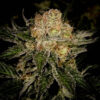 Cannabis Samen - Black Mamba-kosher-kush-x-bubblegum