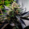 Cannabis Samen - Black Mamba-lavender
