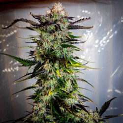 Cannabis Samen - Black Mamba-lemon haze