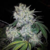Cannabis Samen - BlackMamba-og-kush-x-white-widow
