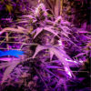 Cannabis Samen - BlackMamba-purple-kush