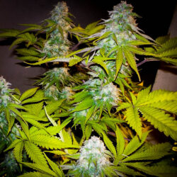 Cannabis Samen - BlackMamba-somango-47