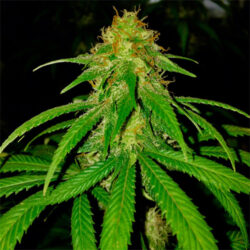 Black Mamba Innsbruck - Cannabis Samen Super Silver Kush