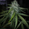 Cannabis Samen - BlackMamba-tahoe-mango